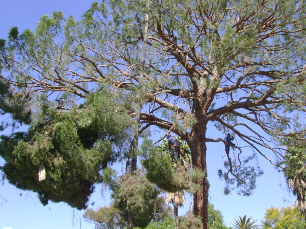 Tree Maintenance